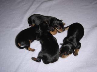 newborn miniature pinscher puppies